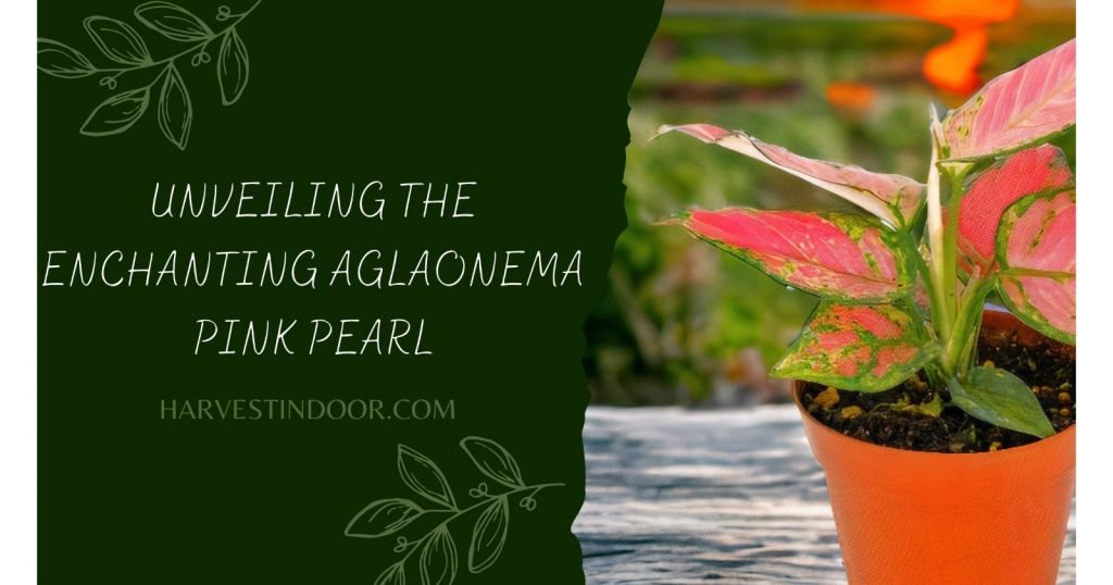 Unveiling the Enchanting Aglaonema Pink Pearl