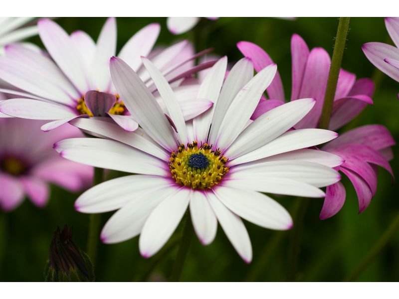 African daisies, aside from their look-alikeness with chrysanthemums