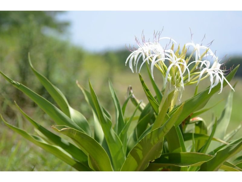 Crinum Lily (Crinum asiaticum) resembles sea-anemone 