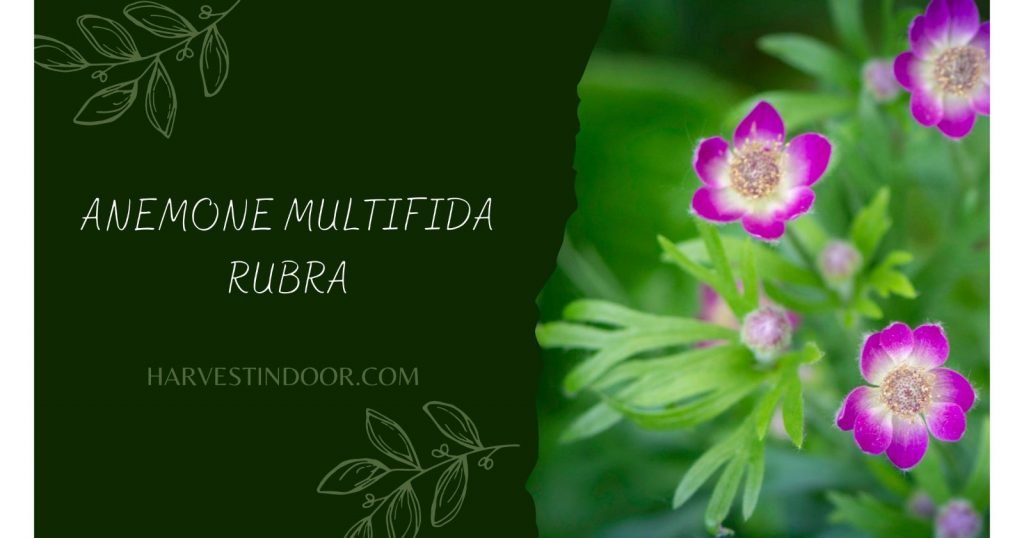 anemone multifida rubra care