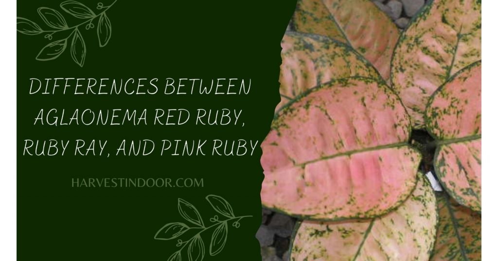 differences between Aglaonema Red Ruby, Ruby Ray, and Pink Ruby