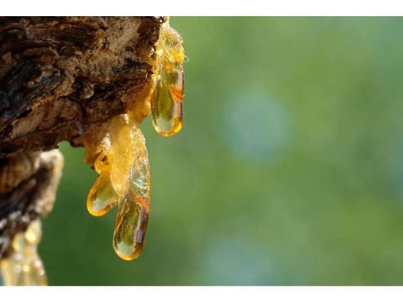 plant's sap that can cause allergies 