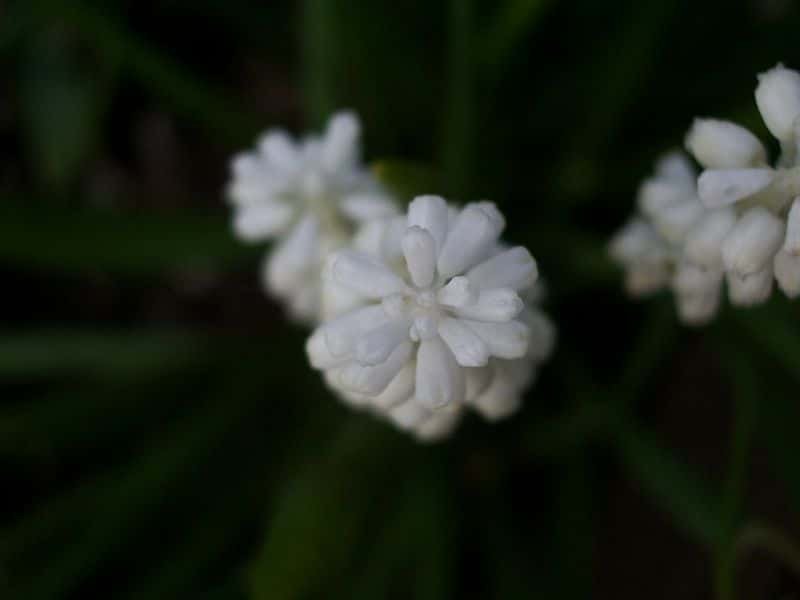 White Hyacinth symbolize sadness and sorrow 