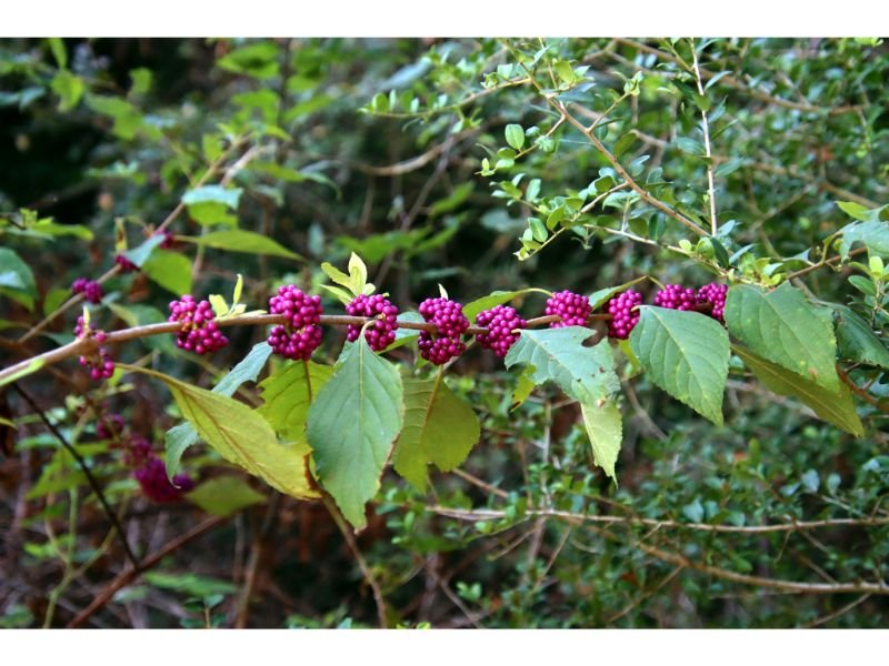 American Beautyberry, perennials that like wet soil