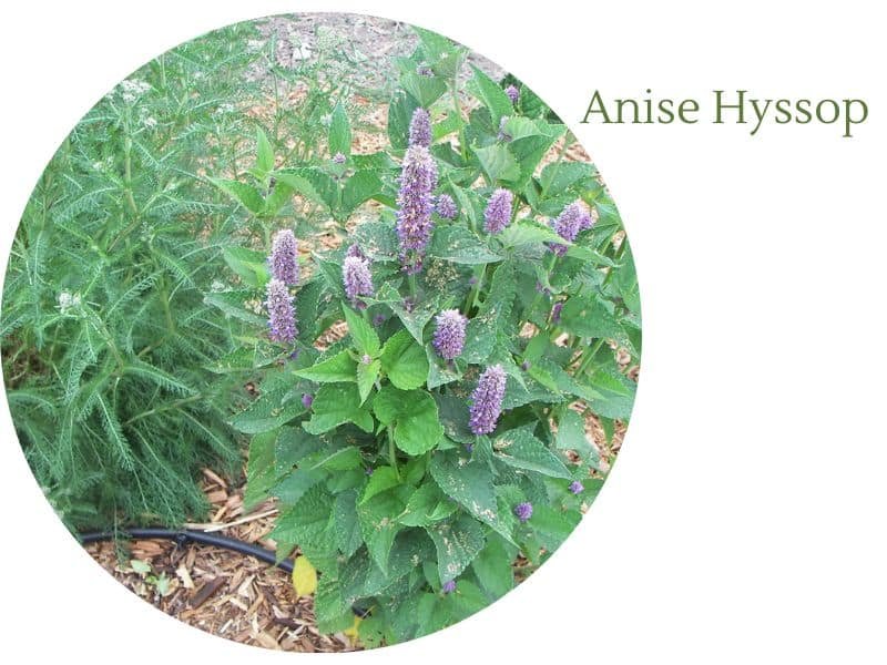 Anise Hyssop, cone shaped flower, purple color flower