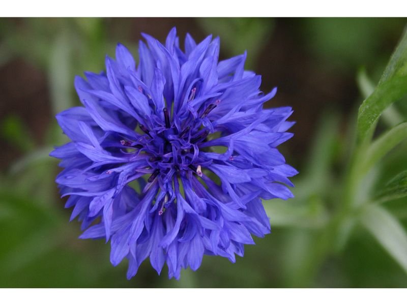 Bachelor’s Button, blue flower, blue coneflower alternative