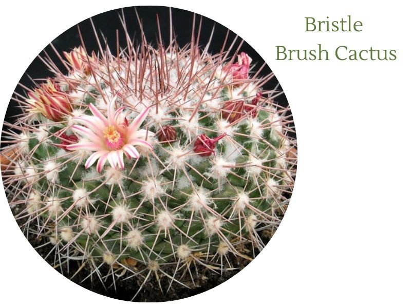 Bristle Brush Cactus 