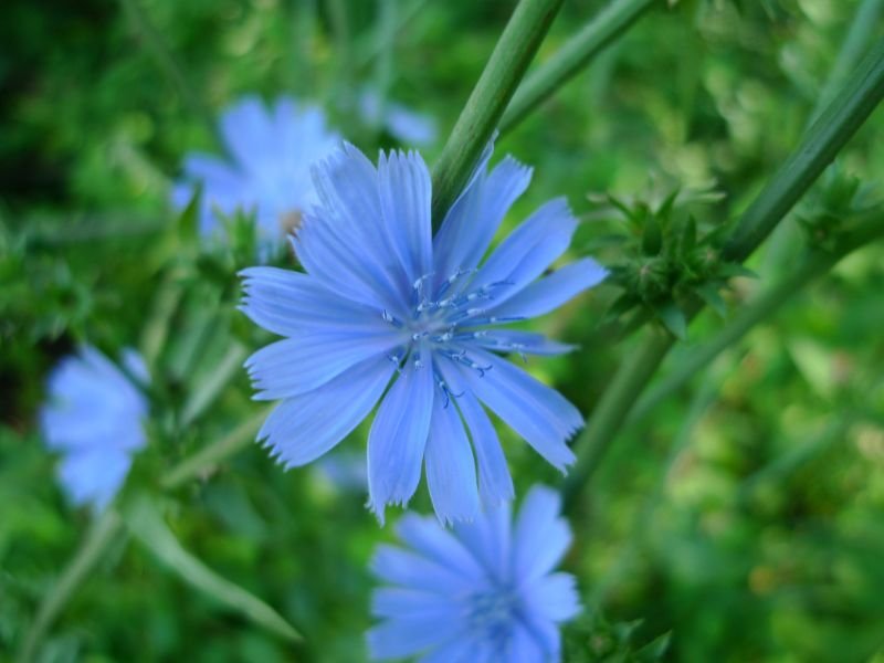 Chicory (Cichorium intybus), blue petals, blue flowers, blue coneflower alternatives 