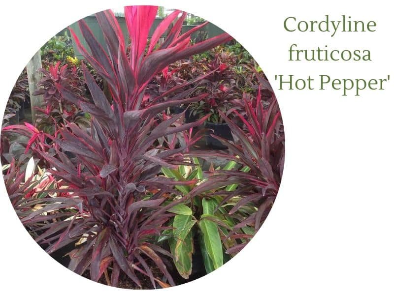 Cordyline fruticosa 'Hot Pepper' appearance 