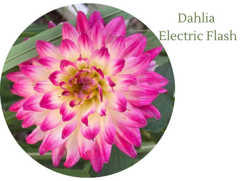 Dahlia Electric Flash: A Plant Worth Caring For - Harvest Indoor