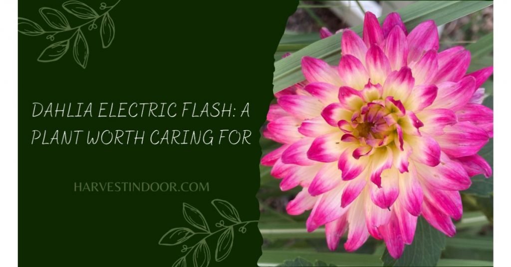 Dahlia Electric Flash A Plant Worth Caring For