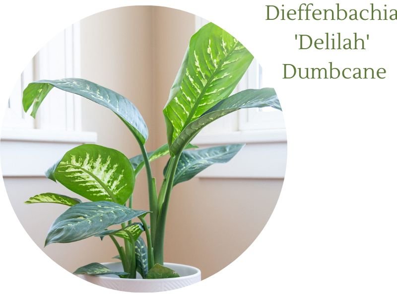 Dieffenbachia Delilah Dumbcane benefits