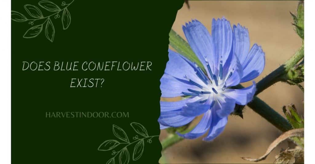 Does Blue Coneflower Exist