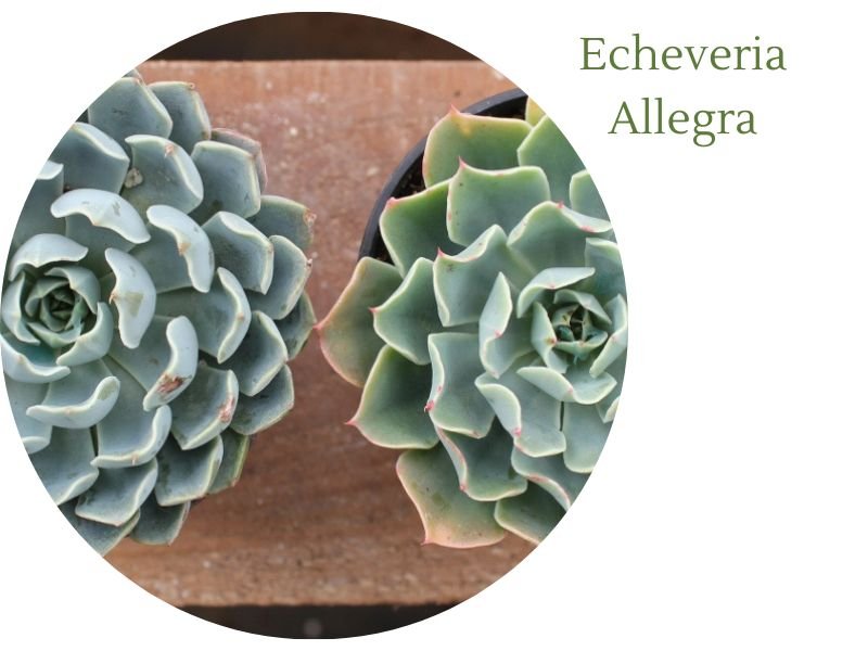 Echeveria Allegra: The Radiant Plant That Will Brighten Your World