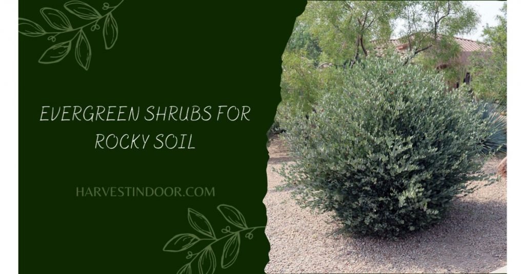 Evergreen Shrubs For Rocky Soil