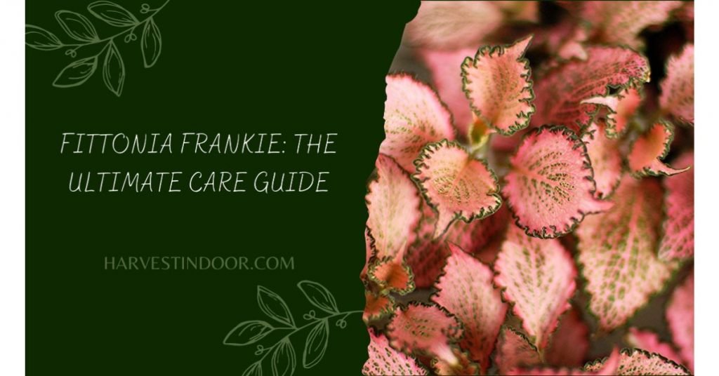 Fittonia argyroneura 'Frankie' (pink nerve plant)