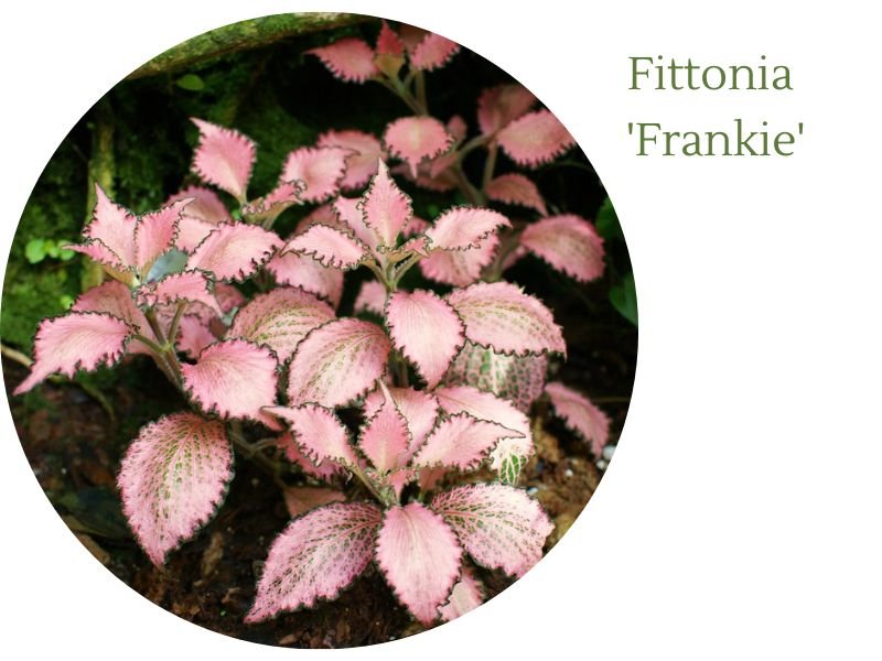 Fittonia Frankie