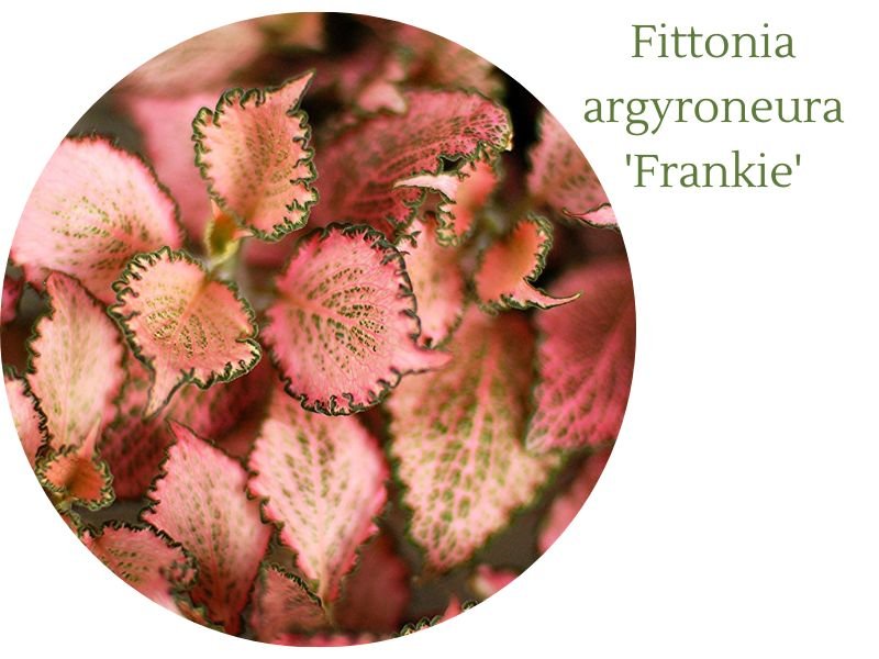 Fittonia Frankie (pink nerve plant)