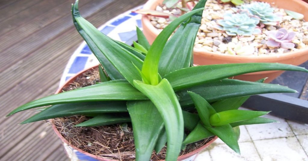 What is Haworthia Pentagona and Why Should You Care?