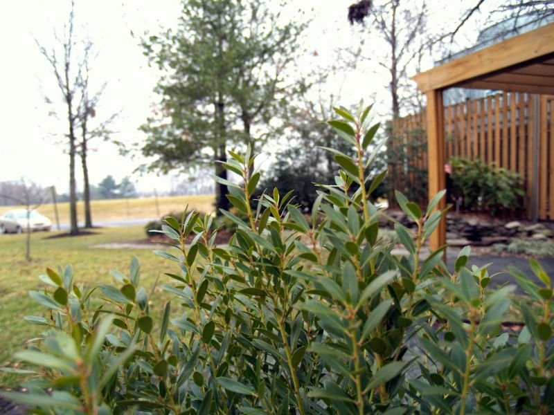 Inkberry (Ilex glabra), evergreen shrubs for wet clay soil