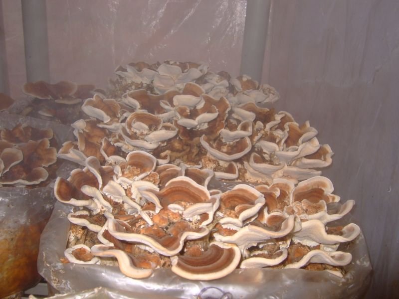 Inoculating Your Substrate with Turkey Tail Spawn