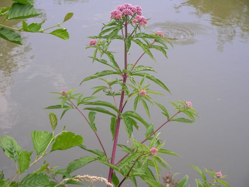 Joe Pye Weed (Eutrochium purpureum), Plants for Wet Areas, Zone 4, Purple and Pink Flowers