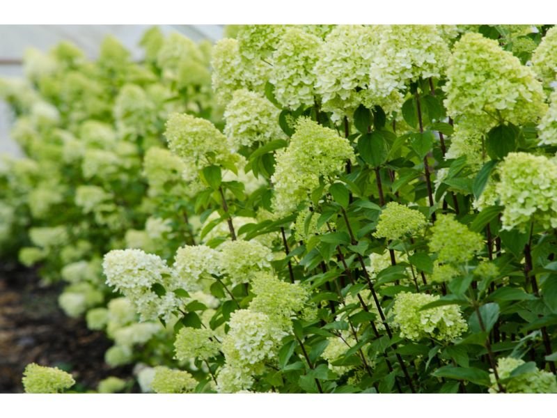 Limelight Hydrangea Flowers That Look Like Cotton Candy