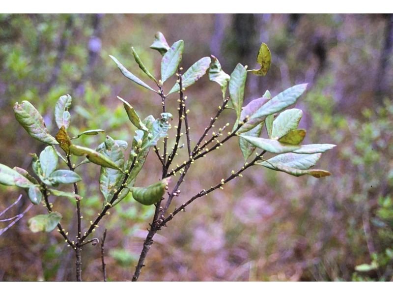 Myrica caroliniensis, shrubs, wet zone, zone 8 shrubs 