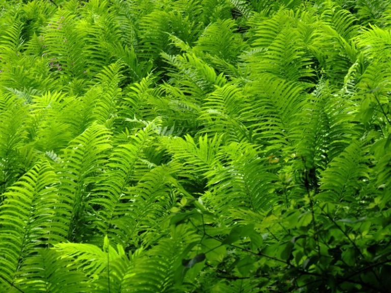 Nephrolepis Green Fantasy Fern: A Comprehensive Guide to Growing and ...