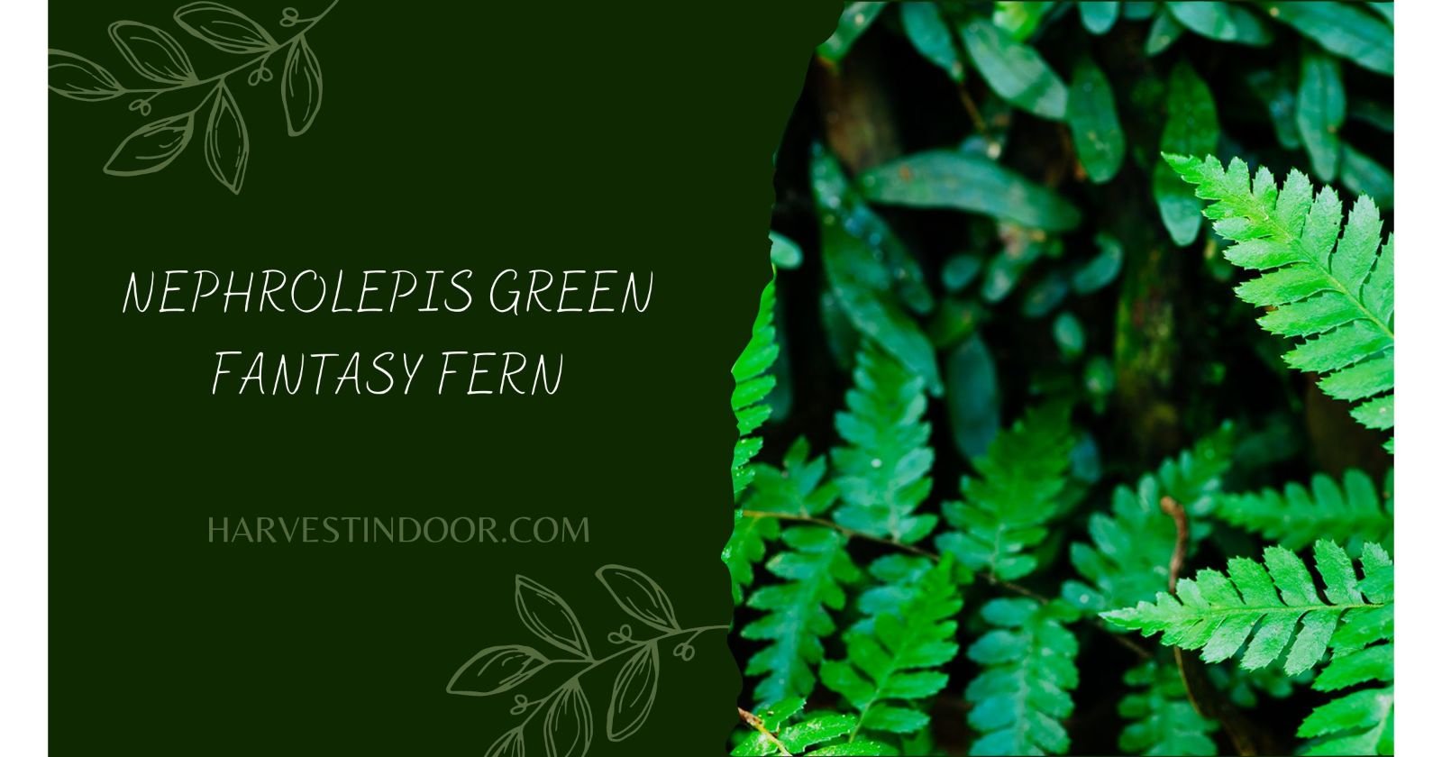 Nephrolepis Green Fantasy Fern: A Comprehensive Guide to Growing and