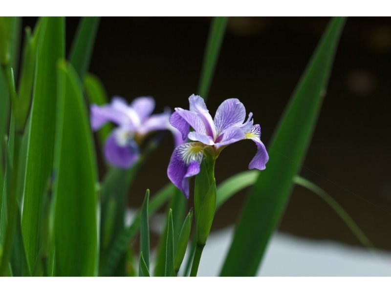 Northern Blue Flag (Iris versicolor)