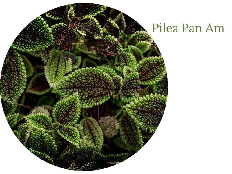 Pilea Pan Am, friendship plant