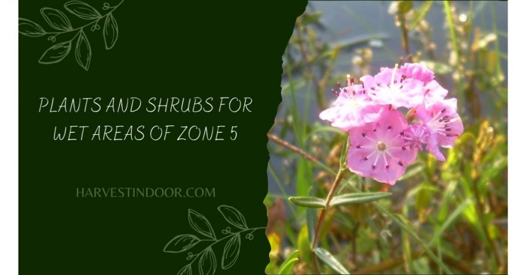 Plants And Shrubs For Wet Areas Of Zone 5