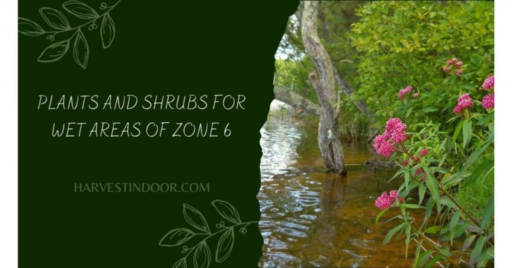 Plants And Shrubs For Wet Areas Of Zone 6