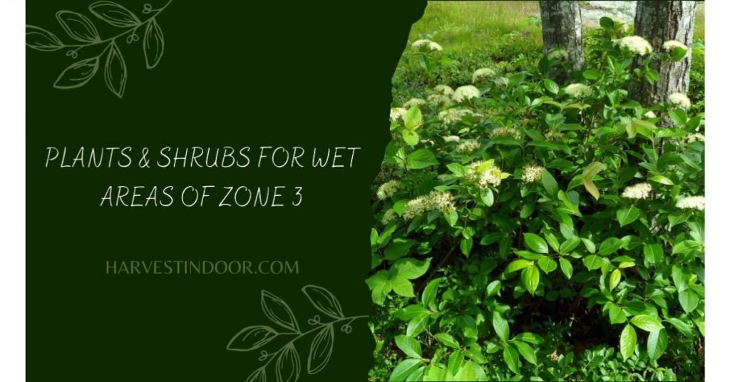 Plants & Shrubs For Wet Areas Of Zone 3