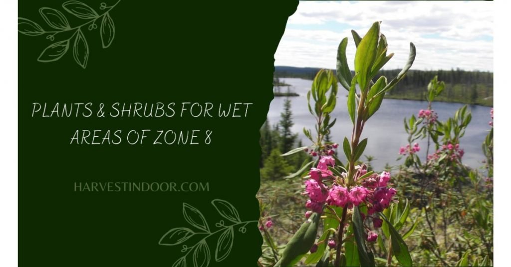 Plants & Shrubs For Wet Areas Of Zone 8