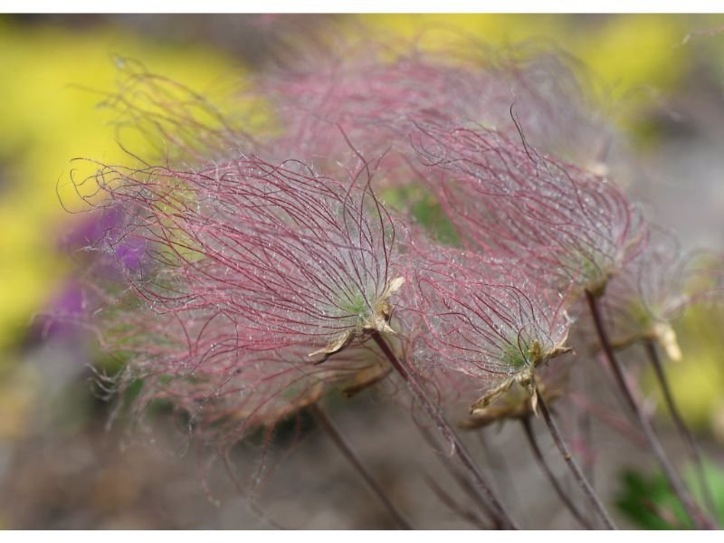 Prairie Smoke (Geum triflorum) Flowers That Look Like Cotton Candy