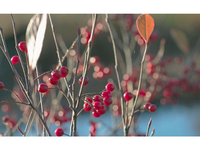 Red Chokeberry (Aronia arbutifolia), shrubs for wet area, wet loving shrubs zone 4