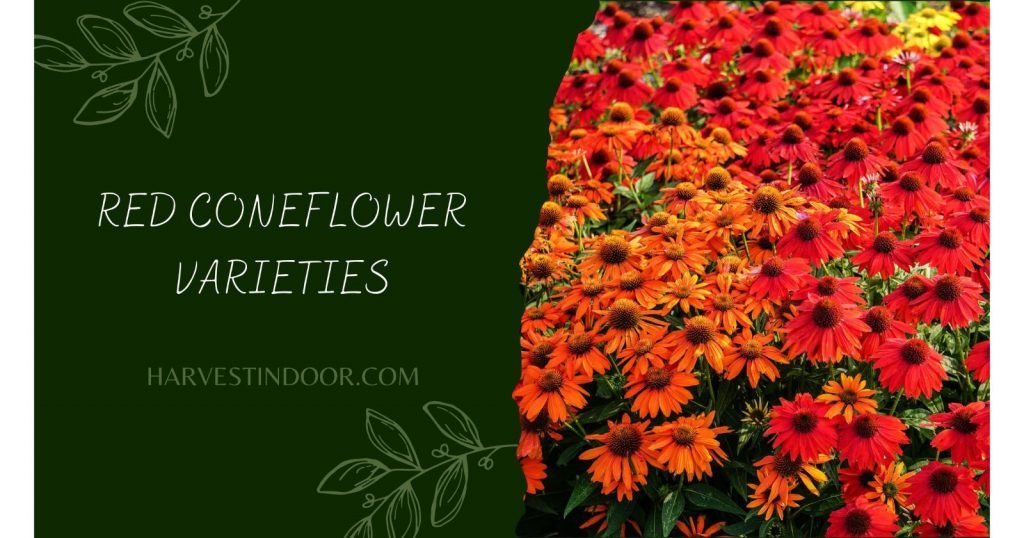 Red Coneflower Varieties