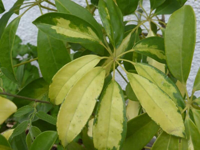 Schefflera Moondrop plants care guide 