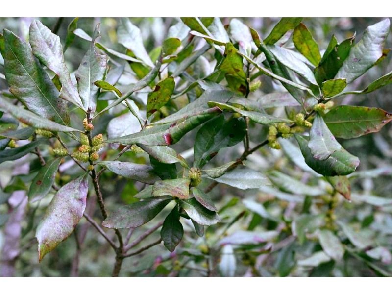 Southern Bayberry (Myrica caroliniensis), shrubs, zone 5, wet areas