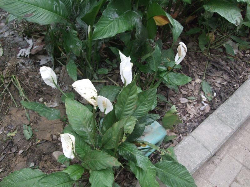 Spathiphyllum Kochii care