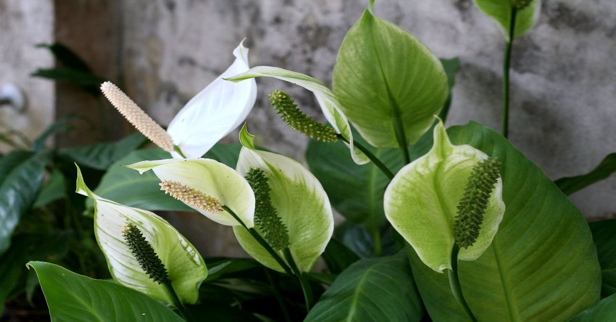 Spathiphyllum Kochii Care: A Comprehensive Guide - Harvest Indoor