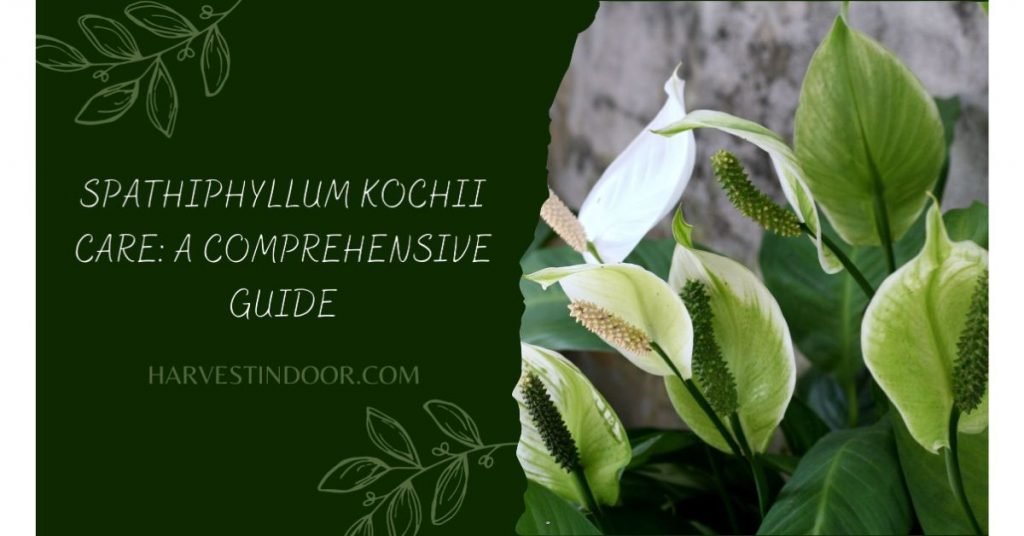 Spathiphyllum Kochii Care A Comprehensive Guide