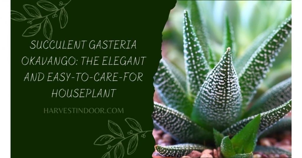 Succulent Gasteria Okavango The Elegant and Easy-to-Care-for Houseplant