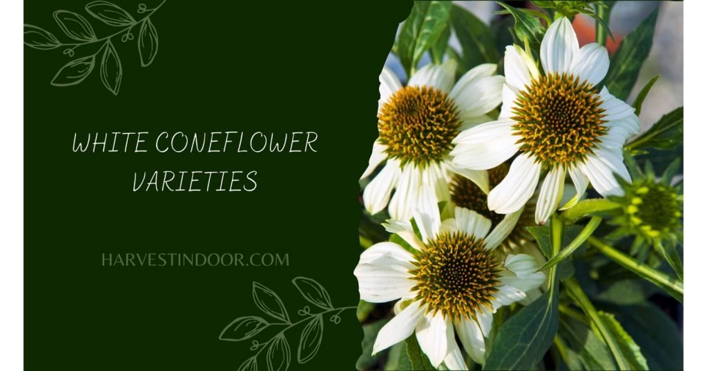 White Coneflower Varieties