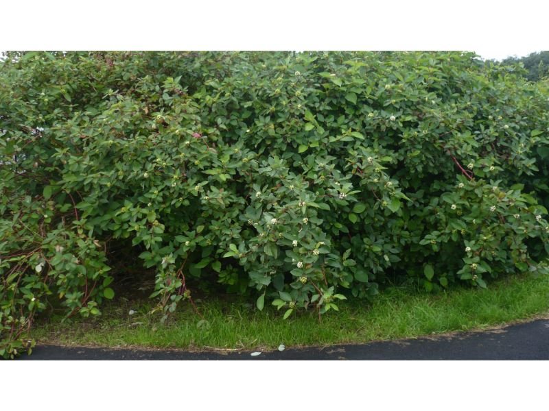 White Dogwood (Cornus alba), zone 3, shrubs, wet zone, wet soil, high moisture shrubs 