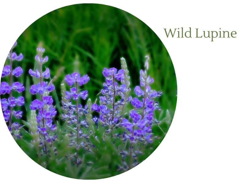 Wild Lupine, purple cone shaped, purple flower, cone shaped 