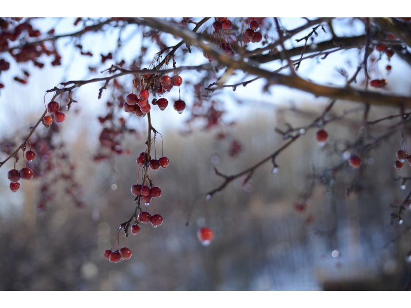 Winterberry Water-loving Large Shrubs for Zone 6
