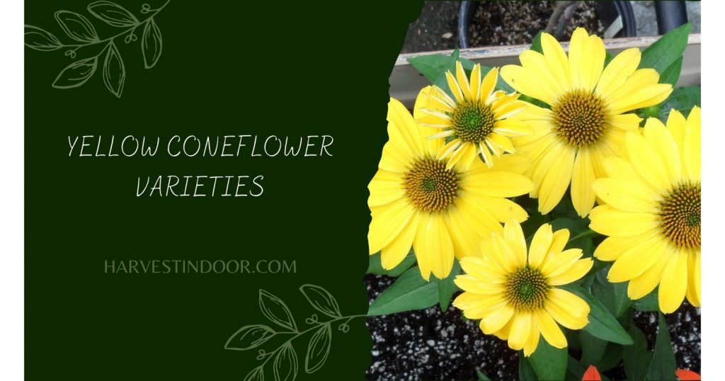 Yellow Coneflower Varieties